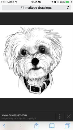 Drawing Of Maltese Dog 3367 Best Maltese Man Card Revocation Images In 2019 Pets Cute