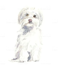 Drawing Of Maltese Dog 61 Best Dogs and Puppies Images Cute Puppies Cute Dogs Fluffy