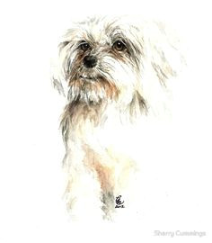 Drawing Of Maltese Dog 71 Best Maltese Images Dog Paintings Drawing S Drawings Of Dogs