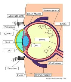 Drawing Of Mammalian Eye 16 Best Model Eye Ball Images Human Eye Eye Anatomy Eyes