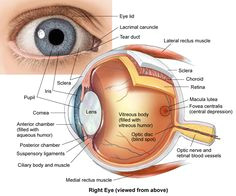 Drawing Of Mammalian Eye 16 Best Model Eye Ball Images Human Eye Eye Anatomy Eyes