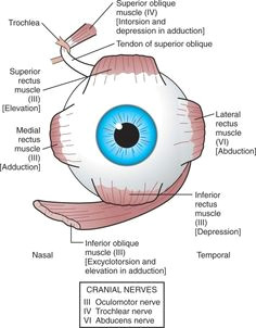 Drawing Of Mammalian Eye 16 Best Model Eye Ball Images Human Eye Eye Anatomy Eyes