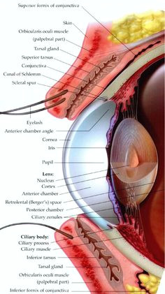 Drawing Of Mammalian Eye 16 Best Model Eye Ball Images Human Eye Eye Anatomy Eyes