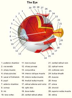 Drawing Of Mammalian Eye 16 Best Model Eye Ball Images Human Eye Eye Anatomy Eyes