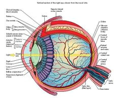 Drawing Of Mammalian Eye 39 Best Eye Images Eyes Eye Anatomy Eye Facts