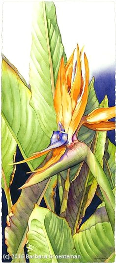 Drawing Of Mango Flower 12 Best Mango Art Images Art Canvases Colors