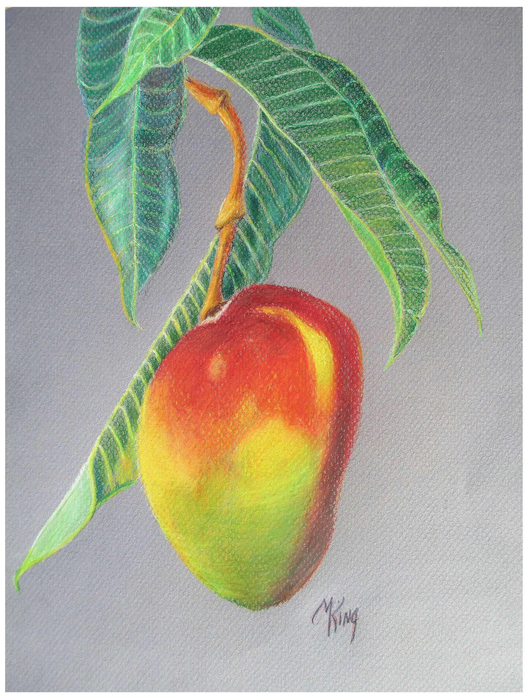 Drawing Of Mango Flower Mango I Could Not Resist Drawing This Luscious Fruit Things for