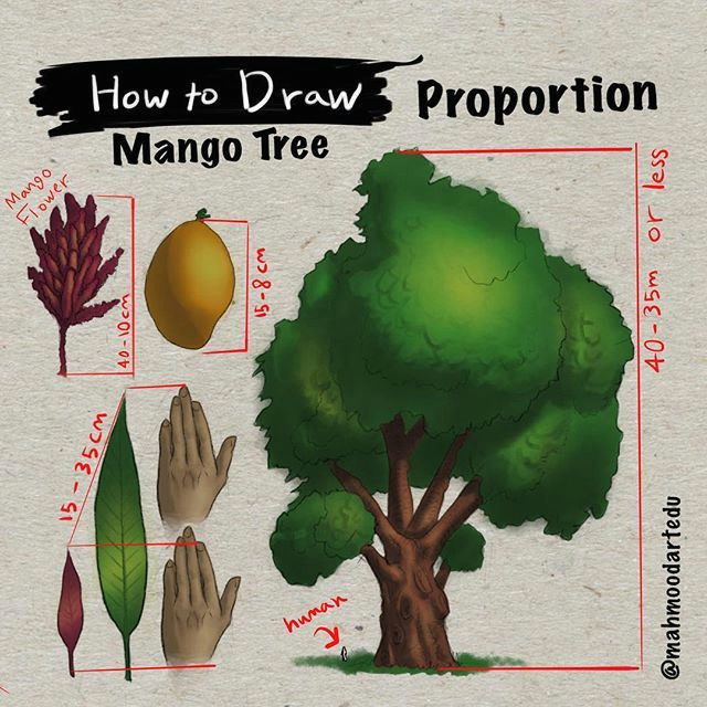 Drawing Of Mango Flower U U U Oao O U O O O O C O U U O U O U O U U U O O O Oa How to Draw the Mango Tree