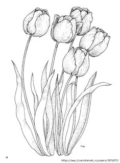 Drawing Of Many Flowers 215 Best Flower Sketch Images Images Flower Designs Drawing S