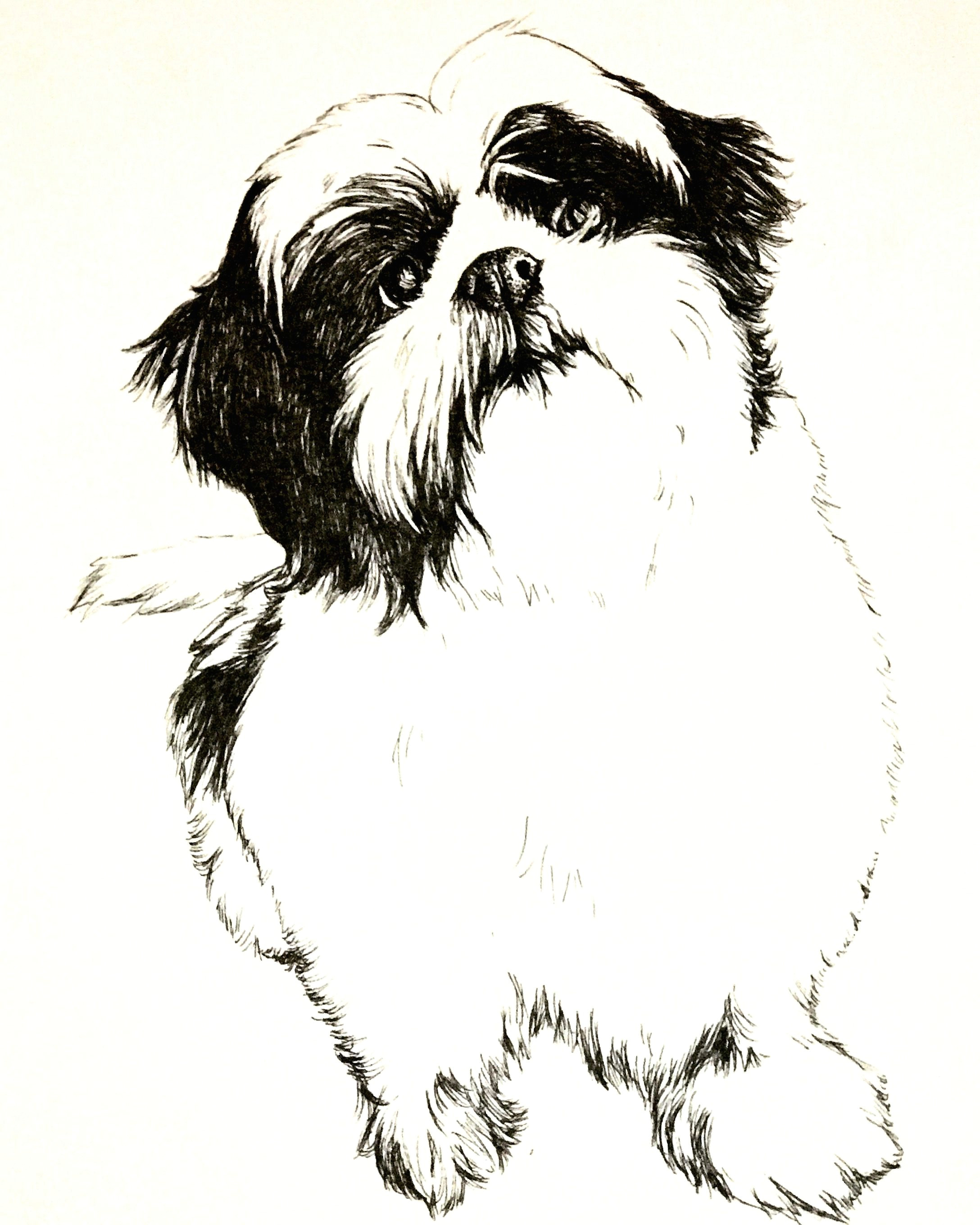Drawing Of My Dog My Shih Tzu Puppy Zizou In Black Ink Pens This is An Idea for A