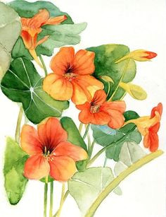 Drawing Of Nasturtium Flowers 101 Best Nasturtium Images In 2019 Beautiful Flowers Botanical