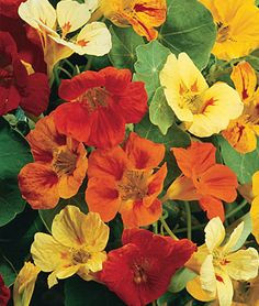 Drawing Of Nasturtium Flowers 111 Best Nasturtium Images Drawings Flower Art Paint