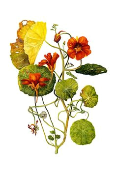 Drawing Of Nasturtium Flowers 539 Best Nasturtium Images In 2019 Flower Art Dibujo Drawings