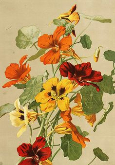 Drawing Of Nasturtium Flowers 76 Best Nasturtium Images Watercolor Paintings Botanical Drawings