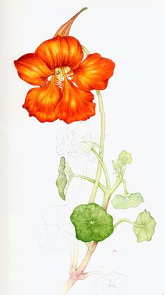 Drawing Of Nasturtium Flowers 76 Best Nasturtium Images Watercolor Paintings Botanical Drawings
