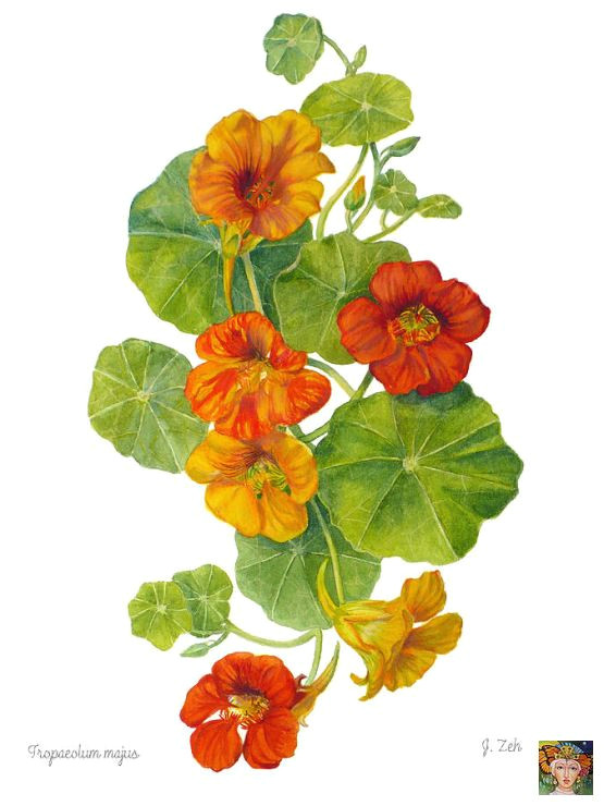 Drawing Of Nasturtium Flowers 77 Gallery Ru D D N D 1 D D N N N N N D N Lifeisbeautiful D Dµdon D D D