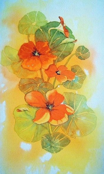 Drawing Of Nasturtium Flowers Nasturtiums Judith Jerams France Watercolor Watercolor