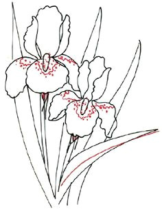 Drawing Of National Flower 58 Best Draw Flowers Images Flower Designs Quote Coloring Pages