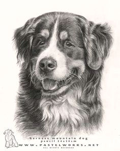 Drawing Of Newfoundland Dog 16 Best Drawings Of Dogs Images Dog Drawings Dog Paintings