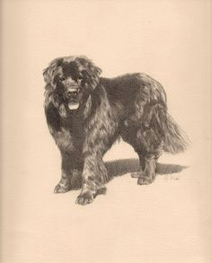 Drawing Of Newfoundland Dog 790 Best Art Animals Images In 2019