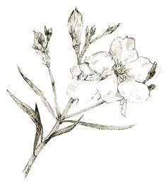 Drawing Of Oleander Flower 22 Best Oleander Tattoo Designs Images Design Tattoos Tattoo