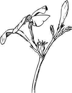 Drawing Of Oleander Flower 22 Best Oleander Tattoo Designs Images Design Tattoos Tattoo