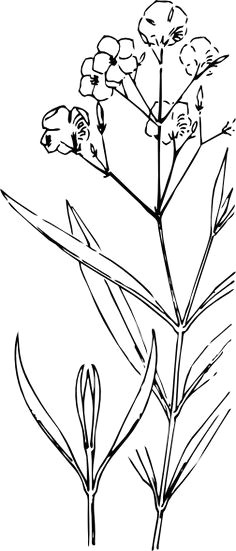 Drawing Of Oleander Flower 22 Best Oleander Tattoo Designs Images Design Tattoos Tattoo