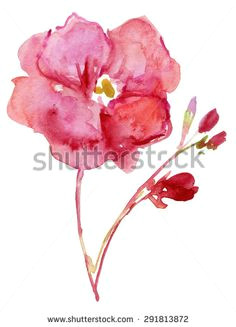 Drawing Of Oleander Flower 31 Best Bunga Images Watercolor Paintings Watercolour Paintings