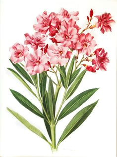 Drawing Of Oleander Flower 55 Best Riviera Flowers Images Botanical Art Flowers Gardening