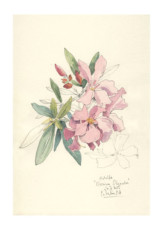 Drawing Of Oleander Flower Nerium Oleander Watercolor Pencil Drawing Pink Flowers Print