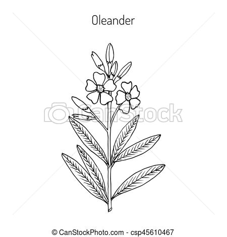 Drawing Of Oleander Flower Oleander Stock Illustration Images 96 Oleander Illustrations