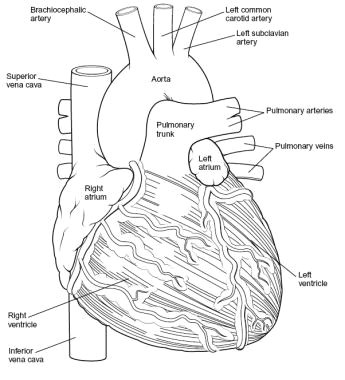 Drawing Of Open Heart Surgery Heart Anatomy Overview Cardiac Chambers Great Vessels and Septi