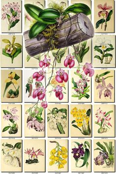 Drawing Of orchid Flower 1063 Best orchid Botanicals Images In 2019 Botanical Drawings