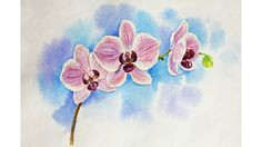 Drawing Of orchid Flower 22 Best orchid Drawing Images Paint Cherry Tree Sketches