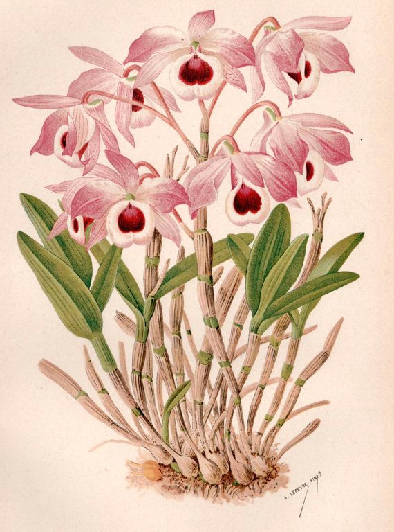 Drawing Of orchid Flower Antique Botanical Print orchid Illustration Dendrobium Nobile