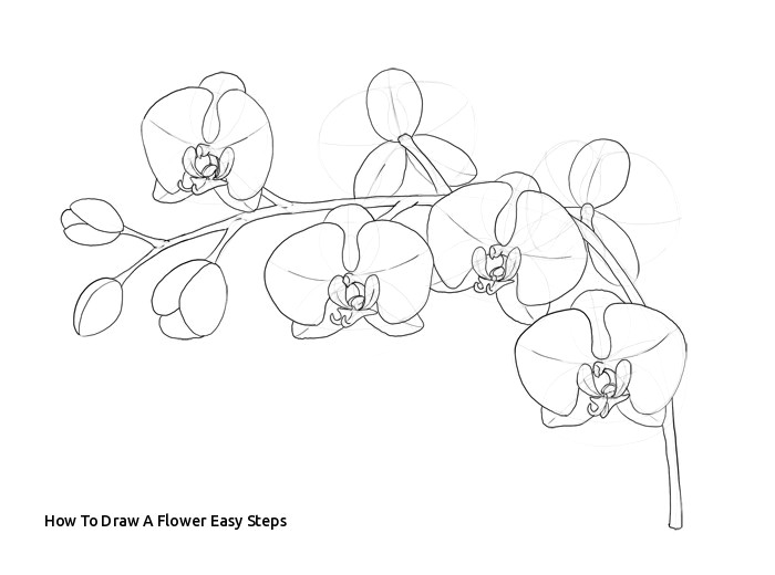 Drawing Of orchid Flower How to Draw A Flower Easy Steps Prslide Com