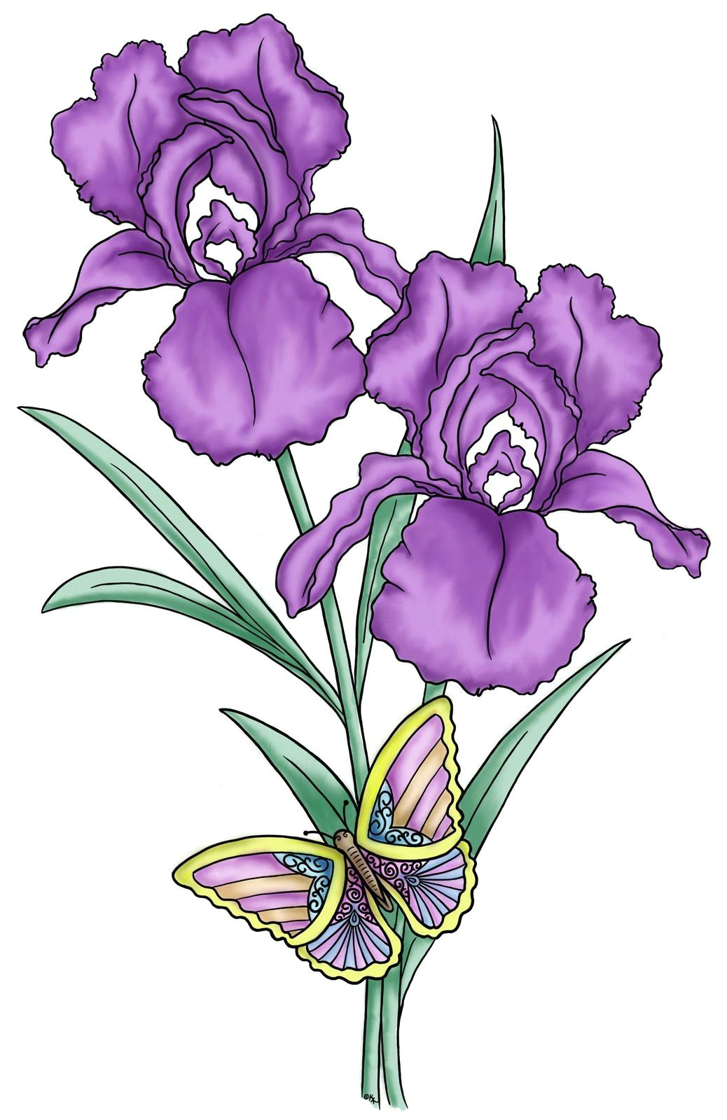 Drawing Of Purple Flowers the Iris Flower is Of Interest as An Example Of the Relation Between