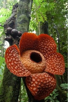 Drawing Of Rafflesia Flower 18 Best Rafflesia Images Large Flowers Mushrooms Bloom