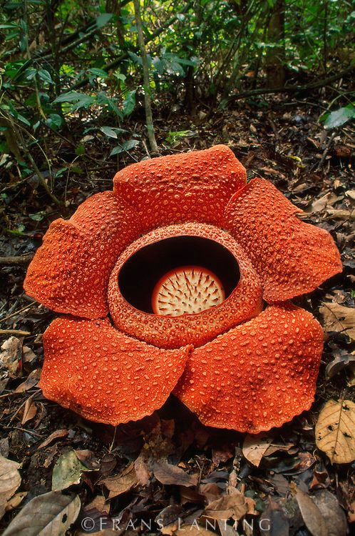 Drawing Of Rafflesia Flower 18 Best Rafflesia Images Large Flowers Mushrooms Bloom