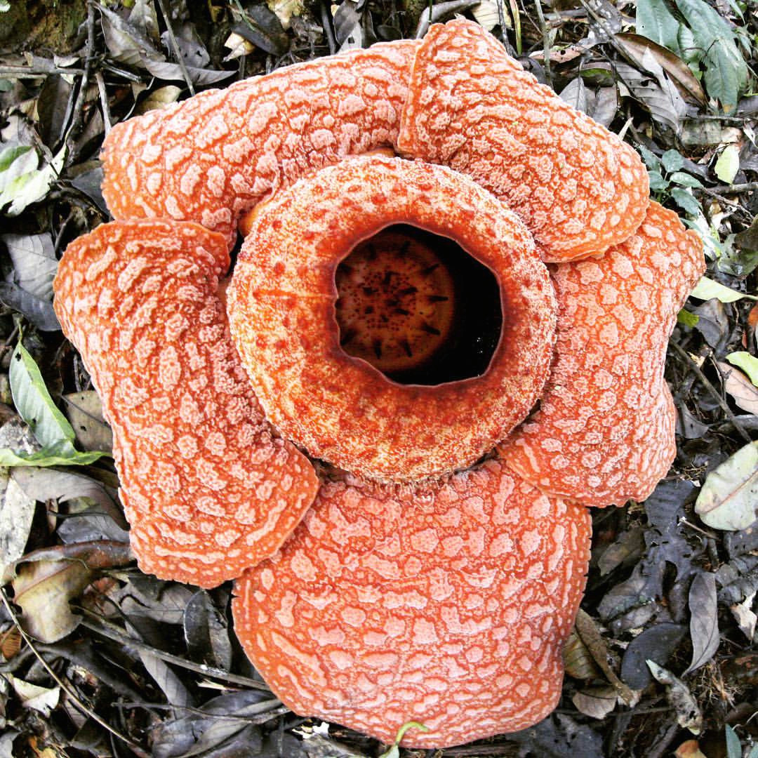 Drawing Of Rafflesia Flower Posts Tagged as Rafflesia Picdeer