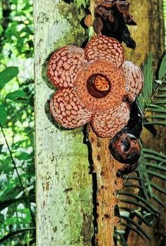 Drawing Of Rafflesia Flower Rafflesia Cantleyi Flower C Google Flowers Pinterest