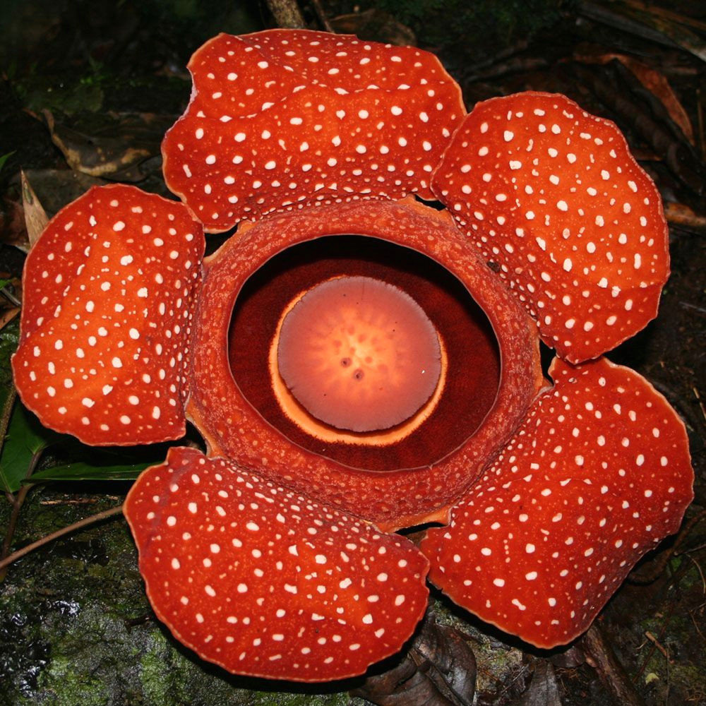 Drawing Of Rafflesia Flower Rafflesia Cantleyi Flower C Google Flowers Pinterest
