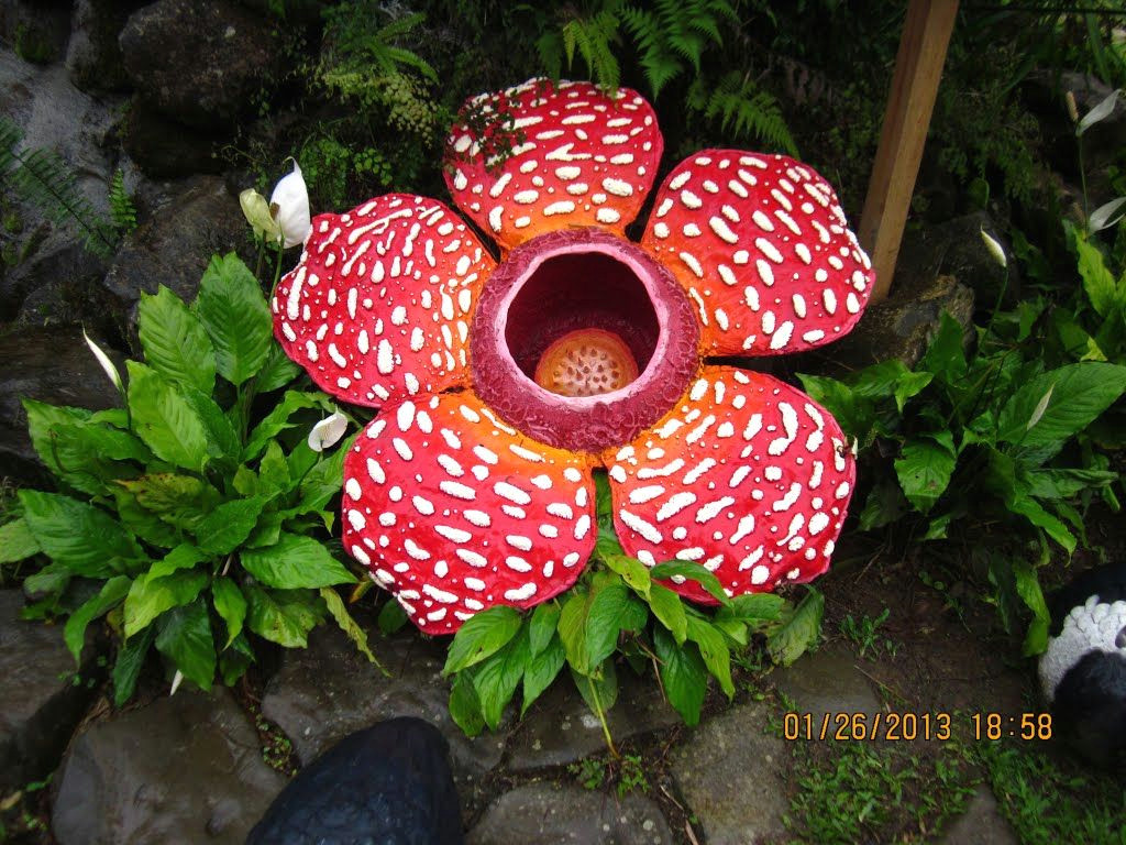 Drawing Of Rafflesia Flower Rafflesia Flower In Sabah Malaysia the Biggest Flower Alone