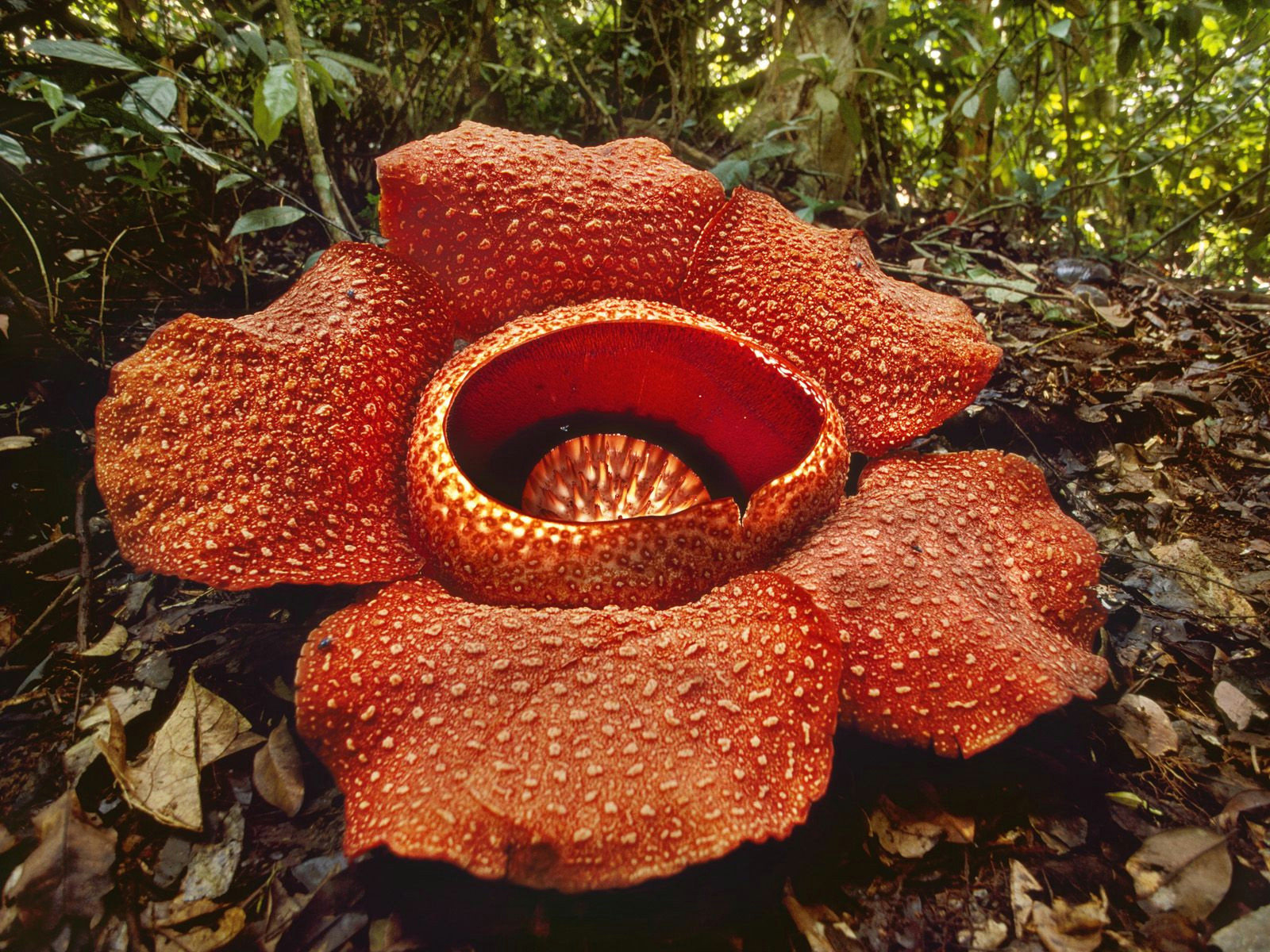 Drawing Of Rafflesia Flower Rafflesia Flower Kinabalu National Park Malaysia God S Amazing