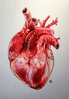 Drawing Of Real Human Heart 1596 Best Anatomical Heart Images Anatomical Heart Human Heart