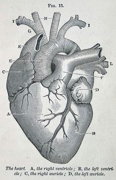 Drawing Of Real Human Heart 1875 Best Human Heart Images In 2019 Feminist Art Embroidery