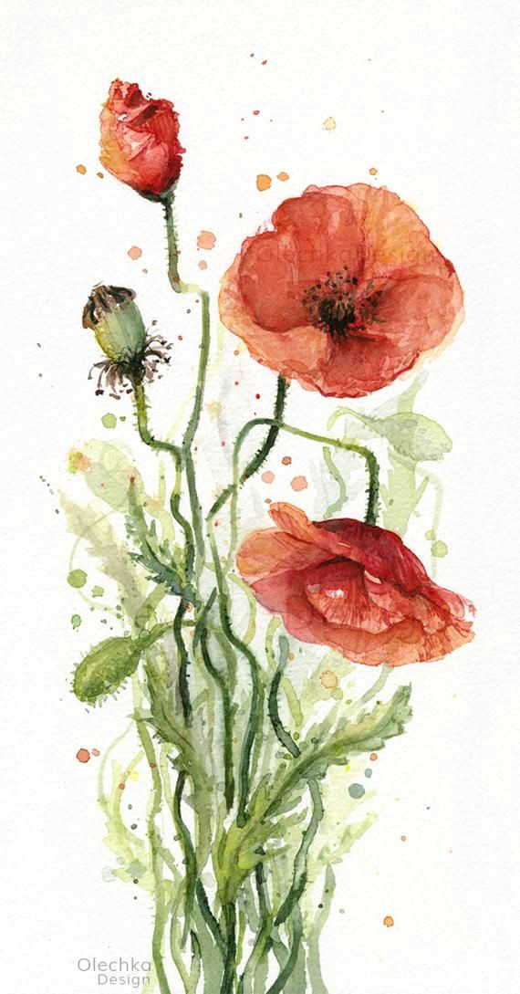 Drawing Of Red Flower Red Poppy Flower Watercolor Painting Giclee Art Print Floral Etsy
