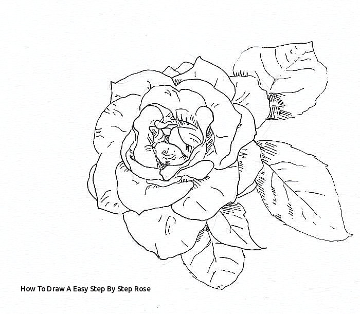 Drawing Of Rose and Jack How to Draw A Easy Step by Step Rose Draw A Rose with Fiber Tip Pen