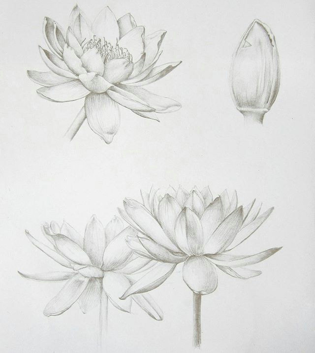 Drawing Of Rose and Lotus Pin by tonia Boterf On Painting Practice Drawings Sketches