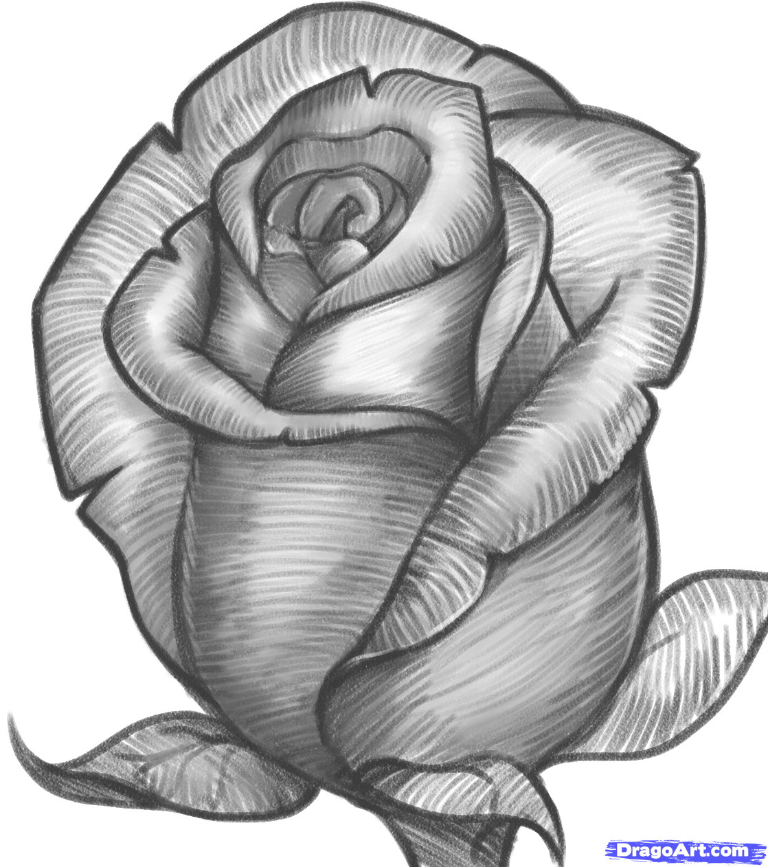 Drawing Of Rose Bud Hoontoidly Roses Drawings Images